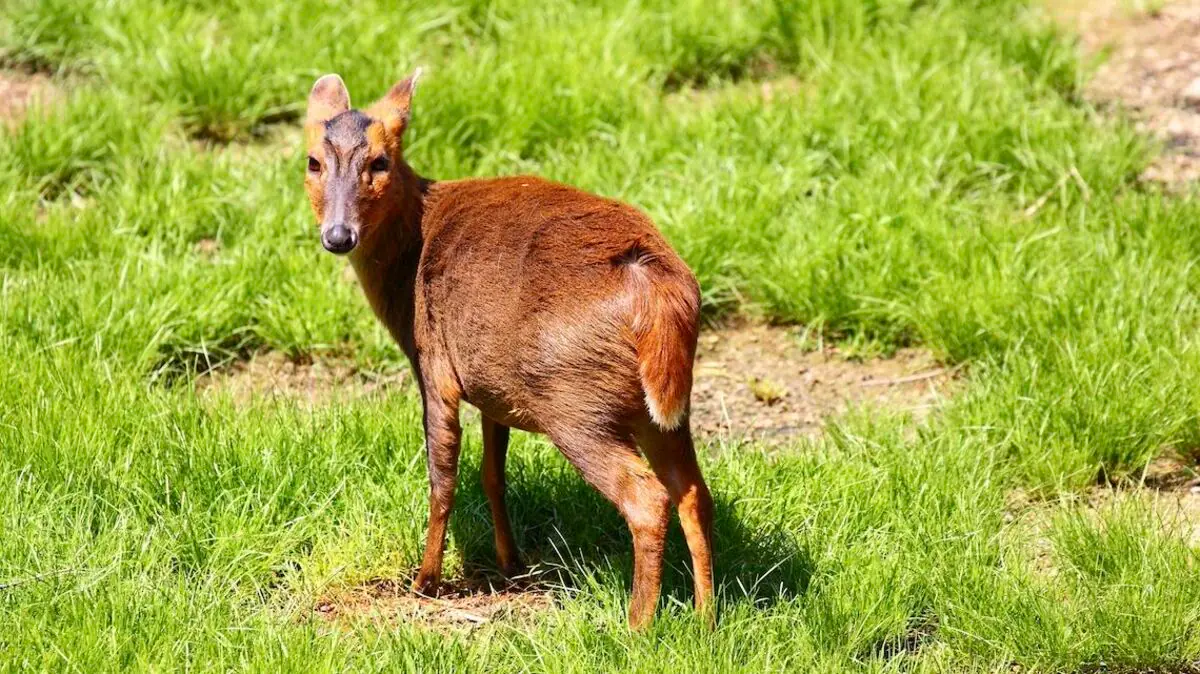動物のキョンが気持ち悪いと言われる理由は？鳴き声や臭腺が原因？日本に来た理由も調査